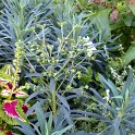 Euphorbia characias 'Blue Wonder'